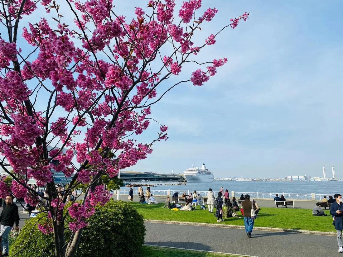 tokyo Cherry Blossom Tour