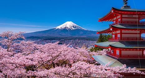 Mt. Fuji Sakura Tour