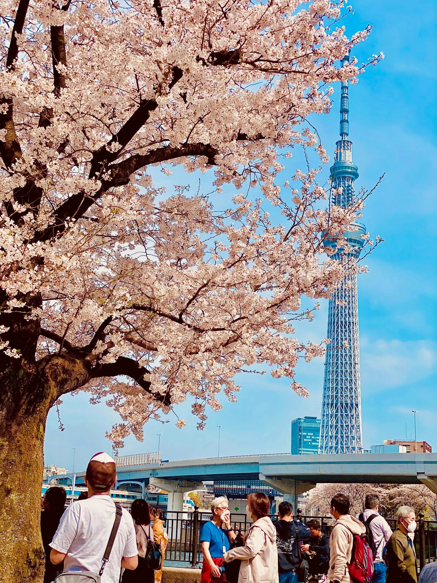 Tokyo sakura tour 2025 | Skytree 