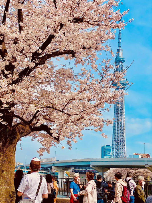 Tokyo sakura tour 2025